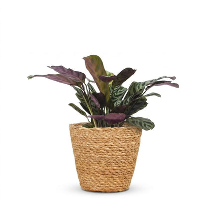 Green boutiQ - Ctenanthe Burle Marxii - Visgraatplant - 1 Plant - met Zeegras Mand - Pot 12cm - Hoogte 30cm