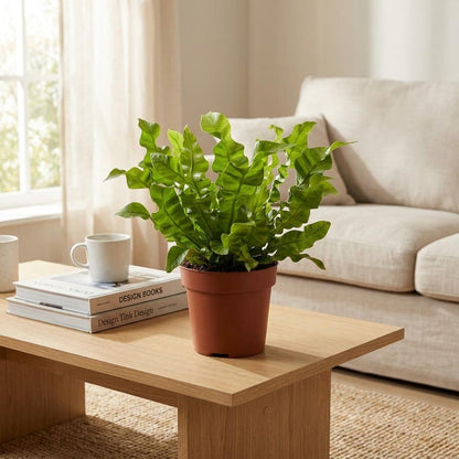 Green boutiQ - Asplenium Crispy Wave - Asplenium Crispy Wave - 4 Planten - Pot 12cm - Hoogte - 30cm