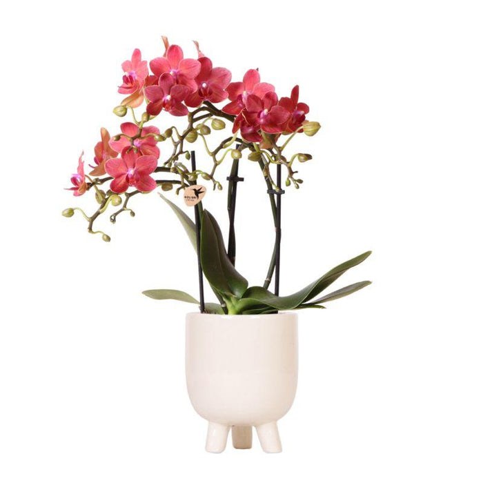 Kolibri Orchids | Rode Phalaenopsis orchidee – Congo + Gummy pot travertine – potmaat Ø9cm | bloeiende kamerplant in bloempot - vers van de kweker
