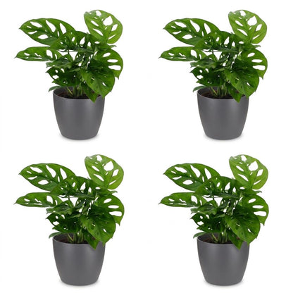 Green boutiQ - Monstera Adansonii - Rhaphidophora Tetrasperma - 4 Planten - met Potter Grijs - Pot 12cm - Hoogte 25cm