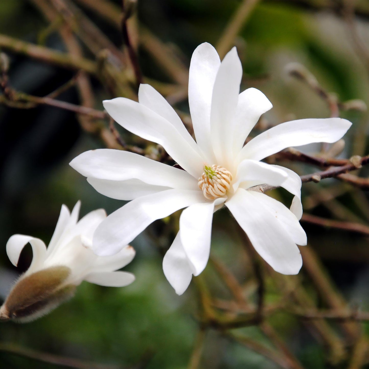 Green boutiQ - Tuinplant - Magnolia stellata - Bloem Wit - 1 Plant - Bladverliezend - Weinig Onderhoud - Pot 12cm Hoogte 30cm