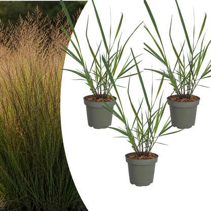 3x Panicum virgatum ‘Rotstrahlbusch’ – Siergras met warme herfstkleuren | Potmaat 12 cm