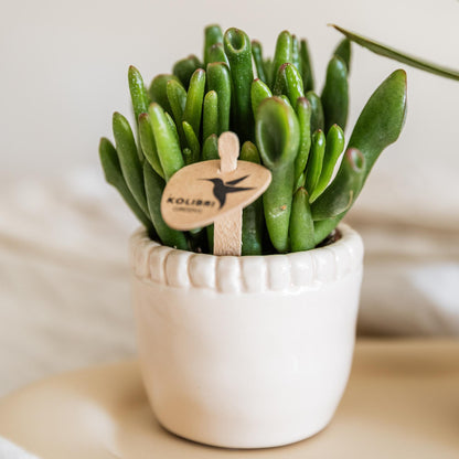 Kolibri Greens | Groene plant - Succulent Crassula Hobbit potmaat Ø6cm | groene kamerplant - vers van de kweker