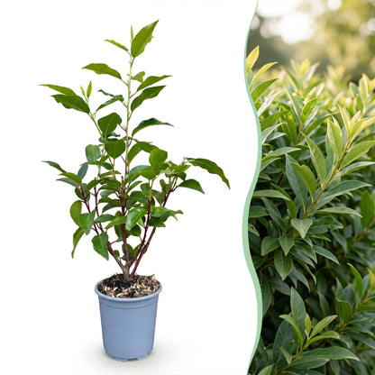 Green boutiQ - 16x Prunus lusitanica Angustifolia - Portugese Laurier - Haagplanten - Groenblijvend - Groen - Pot 9cm - Hoogte 25-35cm