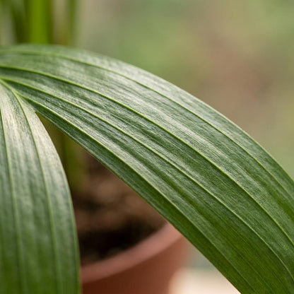 Green boutiQ - Areca Lutescens - Goudpalm - 4 Planten - met Mand - Pot 12cm - Hoogte - 45cm