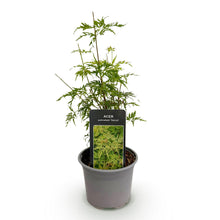Green boutiQ - Tuinplant - Acer palmatum Seiryu - Groen 1 Plant - Bladverliezend - Weinig Onderhoud  - Pot 12cm Hoogte 35cm