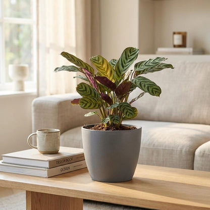 Green boutiQ - Ctenanthe Burle Marxii - Visgraatplant - 2 Planten - met Potter Grijs - Pot 12cm - Hoogte - 30cm