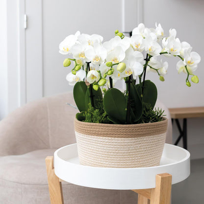 Witte orchideeën in een katoenen mand op een tafel, oranje orchideeën plantenset met waterreservoir.