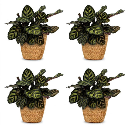 Green boutiQ - Calathea Makoyana - Pauwenplant - 4 Planten - met Mand - Pot 12cm - Hoogte - 25cm