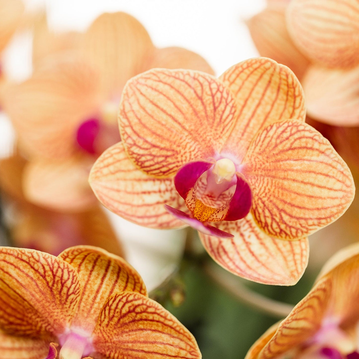 Kolibri Orchids | Orange Phalaenopsis orchid pot size Ø9cm | Jamaica | flowering houseplant - fresh from the grower