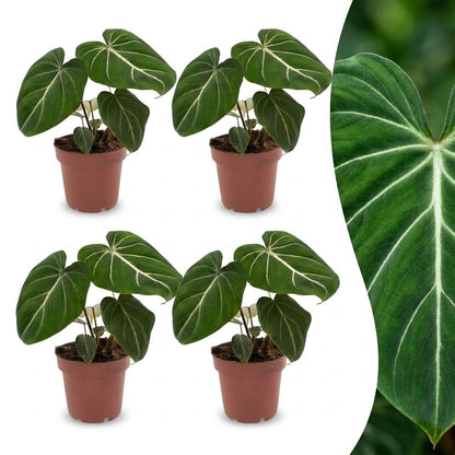 Green boutiQ - Philodendron Gloriosum - Glorie Philodendron - 4 Planten - Pot 12cm - Hoogte - 25cm