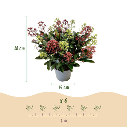 1x - Terrasplant - Skimmia japonica Festival - Bloem Wit & Rood - 15+ Bloemen - 1 Plant - Winterhard - Pot 15cm Hoogte 30cm