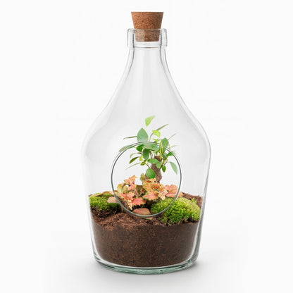 Open terrarium John - Bonsai & Ruby Lime  ↑ 30 cm