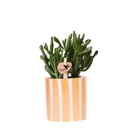 Greens | succulent Crassula Hobbit + Painted Stripe pot oranje - potmaat Ø9cm
