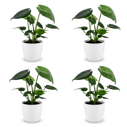 Green boutiQ - Monstera Deliciosa - Gatenplant - 4 Planten - met Potter Wit - Pot 12cm - Hoogte - 30cm