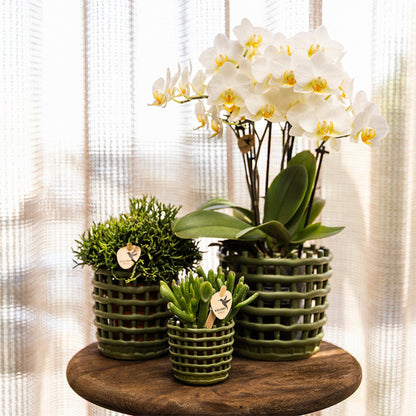 Kolibri Greens | Groene plant - Succulent Crassula Hobbit potmaat Ø6cm | groene kamerplant - vers van de kweker