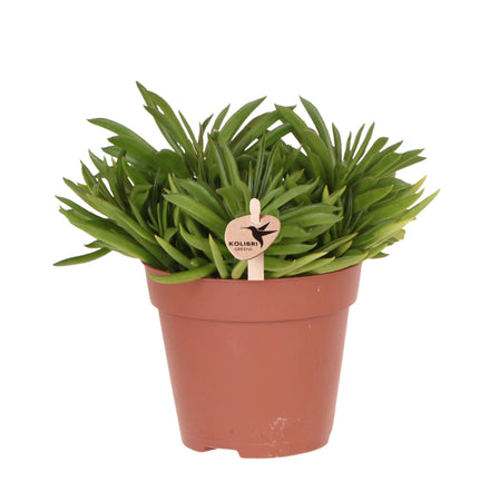 Hummingbird Greens | Green houseplant - Succulent Happy Beam - pot size Ø12cm - fresh from the grower