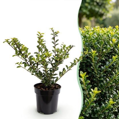 Green boutiQ - 16x Ilex crenata Covenxa - Japanse Hulst - Haagplanten - Groenblijvend - Groen - Pot 9cm - Hoogte 20-30cm