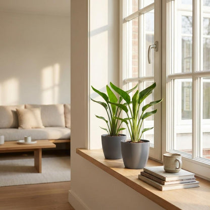 Strelitzia Reginea - Paradijsvogelbloem - 1 Plant - met Potter Grijs - Pot 12cm - Hoogte - 35cm