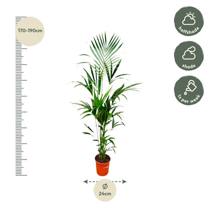 Kentia palm - 170cm - ⌀21 -25