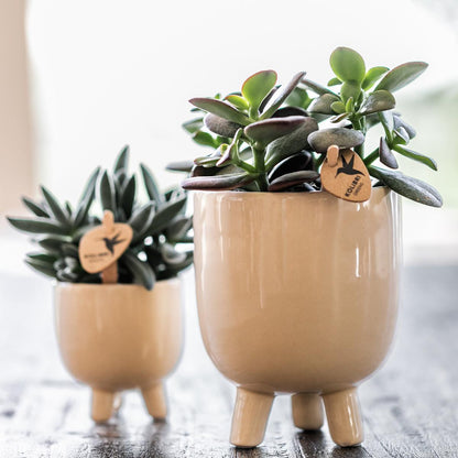 Kolibri Orchids | Red Phalaenopsis orchid – Congo + Gummy pot travertine – pot size Ø9cm | flowering houseplant in a flowerpot - fresh from the grower