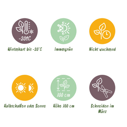 Green boutiQ - 16x Ilex crenata Covenxa - Japanse Hulst - Haagplanten - Groenblijvend - Groen - Pot 9cm - Hoogte 20-30cm