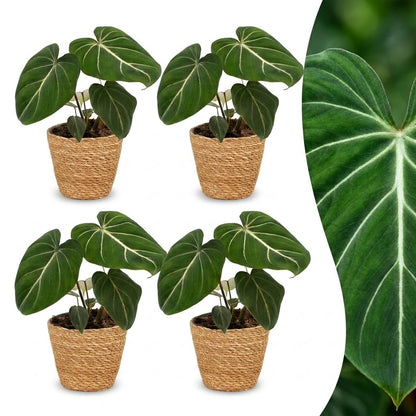 Green boutiQ - Philodendron Gloriosum - Glorie Philodendron - 4 Planten - met Mand - Pot 12cm - Hoogte - 25cm