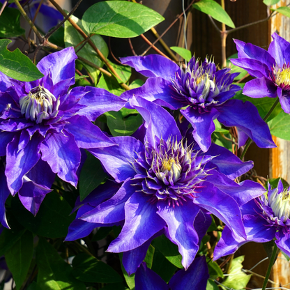 6x Clematis ‘Multi Blue’ – P9 pot – bijzondere blauw bloeiende klimplant