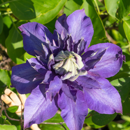 3x Clematis ‘Multi Blue’ – P9 pot – bijzondere blauw bloeiende klimplant
