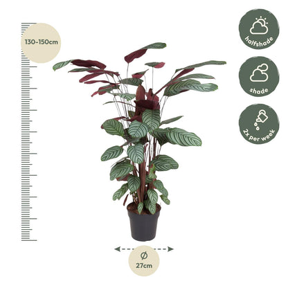 Calathea Oppenheimiana - 130 cm - ø27