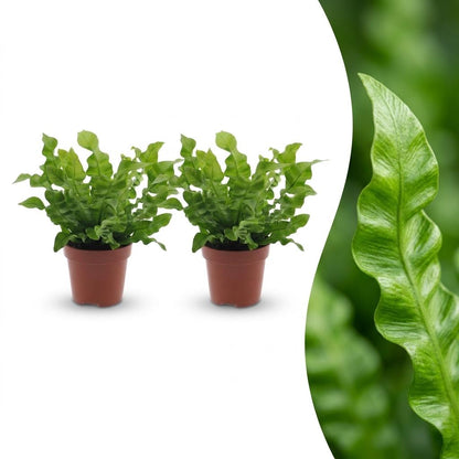 Green boutiQ - Asplenium Crispy Wave - Asplenium Crispy Wave - 2 Planten - Pot 12cm - Hoogte - 30cm