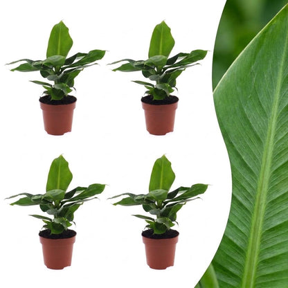 Green boutiQ - Musa Oriental Dwarf - Dwergbanaan - 4 Planten - Pot 12cm - Hoogte - 30cm