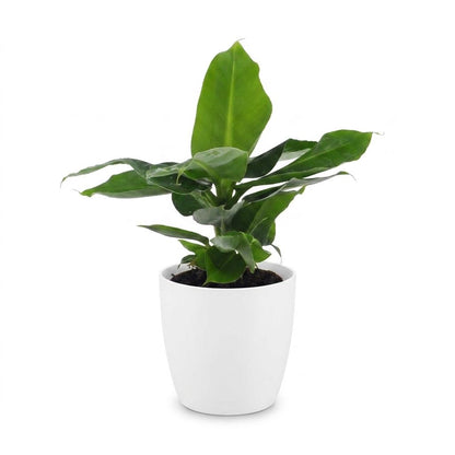 Green boutiQ - Musa Oriental Dwarf - Dwergbanaan - 1 Plant - met Potter Wit - Pot 12cm - Hoogte - 30cm