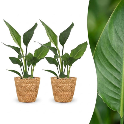 Strelitzia Reginea - Paradijsvogelbloem - 2 Planten - met Mand - Pot 12cm - Hoogte - 35cm