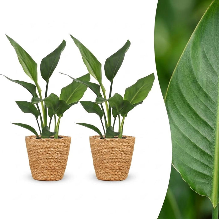 Strelitzia Reginea - Paradijsvogelbloem - 2 Planten - met Mand - Pot 12cm - Hoogte - 35cm