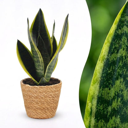 Green boutiQ - Sansevieria Future Superb - Vrouwentong - 1 Plant - met Mand - Pot 12cm - Hoogte 35cm