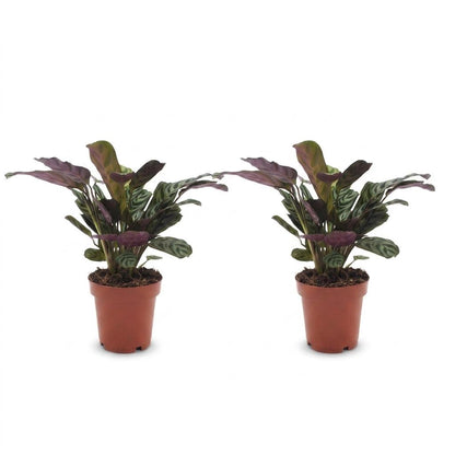 Green boutiQ - Ctenanthe Burle Marxii - Visgraatplant - 2 Planten - Pot 12cm - Hoogte - 30cm