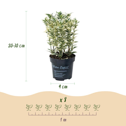 Green boutiQ - 8x Euonymus japonicus White Spire - Kardinaalsmuts - Haagplanten - Groenblijvend - Wit - Groen - Pot 9cm - Hoogte 20-30cm