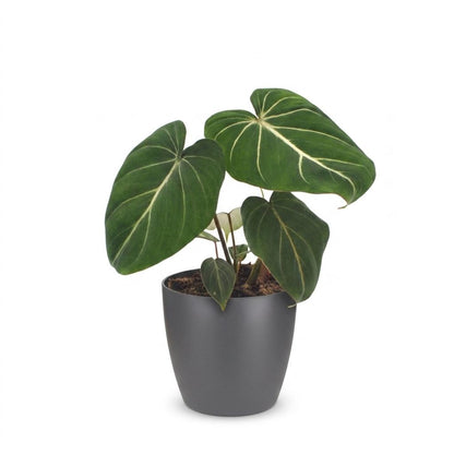 Philodendron Gloriosum - Glorie Philodendron - 1 Plant - met Potter Grijs - Pot 12cm - Hoogte - 25cm