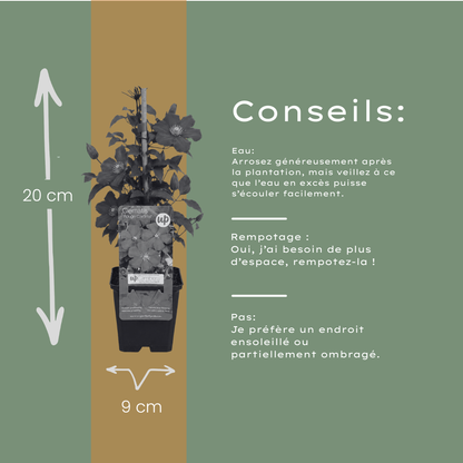 6x Clematis ‘Rouge Cardinal’ – P9 pot – prachtige rood bloeiende klimplant
