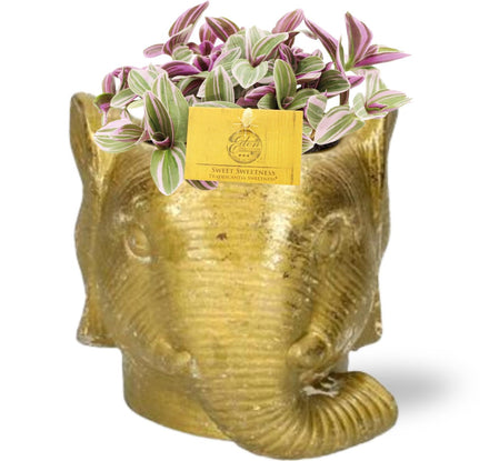 Tradescantia Sweetness - Ø10.5cm - ↕10cm + Planter Elephant D11/12x10cm - Gold