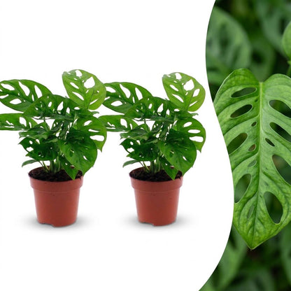 Green boutiQ - Monstera Adansonii - Rhaphidophora Tetrasperma - 2 Planten - Pot 12cm - Hoogte - 25cm