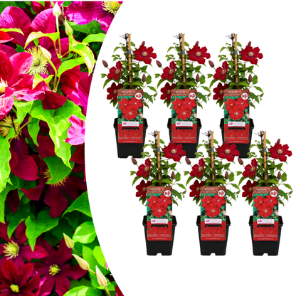 6x Clematis ‘Rouge Cardinal’ – P9 pot – prachtige rood bloeiende klimplant