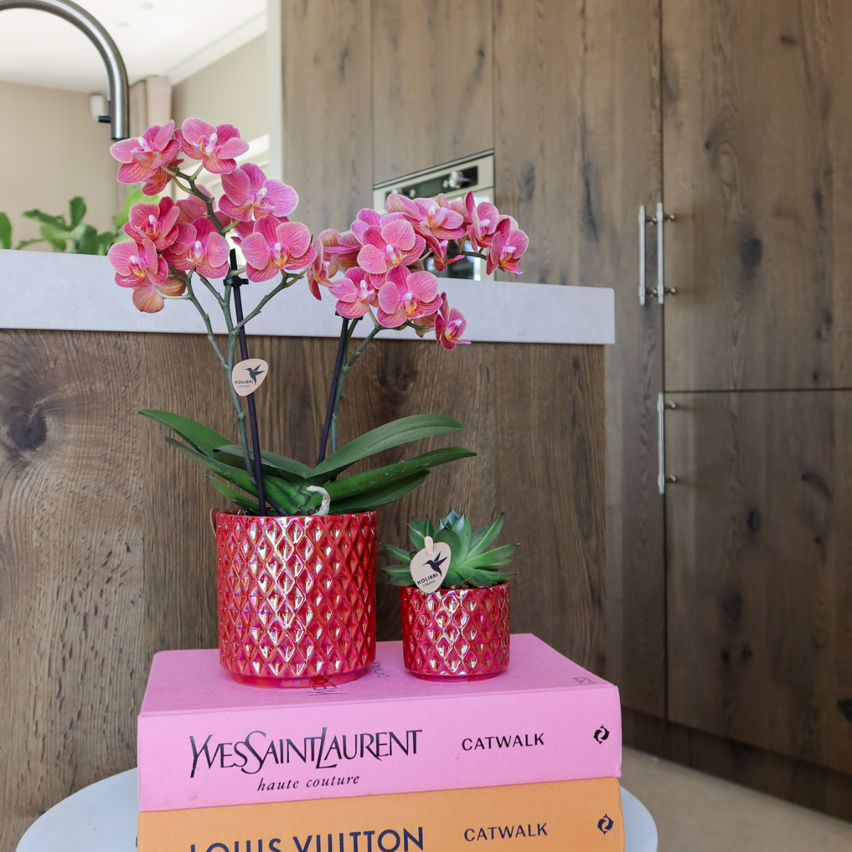 Kolibri-Orchideen | Rote Phalaenopsis-Orchidee 'Congo + Diamond Pearl' im roten Topf (Ø 9 cm) | Blühende Zimmerpflanze – frisch vom Züchter