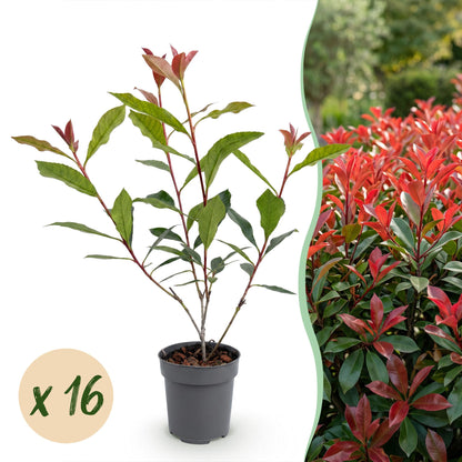 Green boutiQ - 16x Photinia fraseri Carre Rouge - Glansmispel - Haagplanten - Groenblijvend - Rood - Pot 9cm - Hoogte 25-35cm