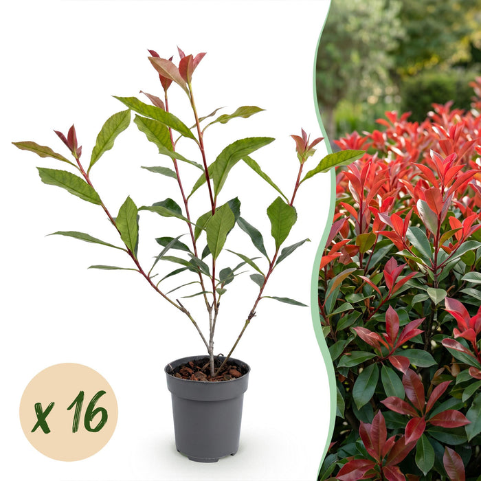 Green boutiQ - 16x Photinia fraseri Carre Rouge - Glansmispel - Haagplanten - Groenblijvend - Rood - Pot 9cm - Hoogte 25-35cm