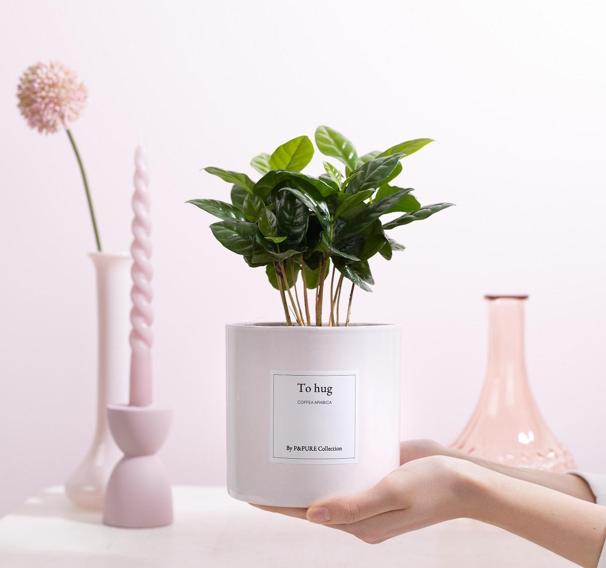 Coffea Arabica Gift "To Hug" WITH GREETING CARD! - Ø12cm - ↕20cm