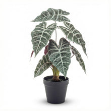 Alocasia bush in pot 40 cm - Kunstplant - Artificial plant
