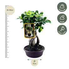Ficus Microcarpa Ginseng - 30 cm - Ø14cm