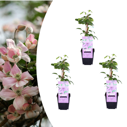 3x Clematis ‘Hagley Hybrid’ – P9 pot – prachtige roze bloeiende klimplant